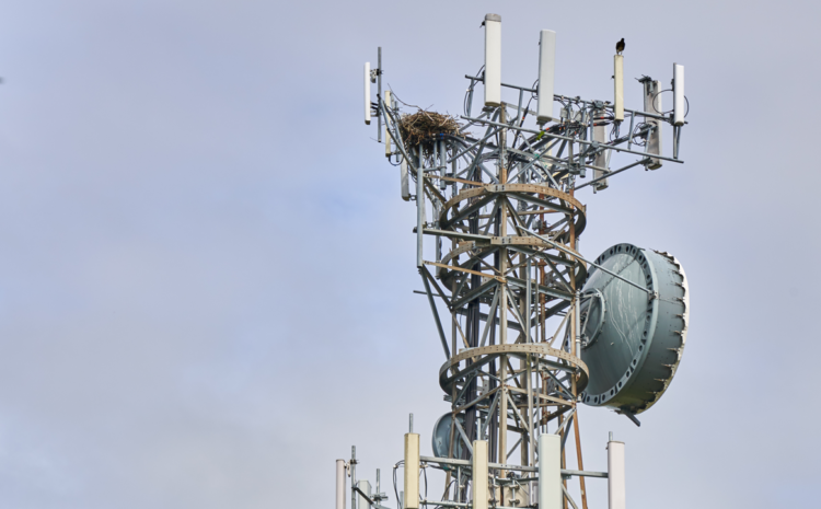  How to Handle Nesting Birds at Telecom Tower Sites